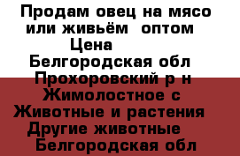 Продам овец на мясо или живьём. оптом › Цена ­ 200 - Белгородская обл., Прохоровский р-н, Жимолостное с. Животные и растения » Другие животные   . Белгородская обл.